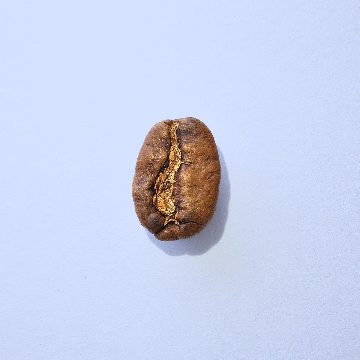 Einzelne Kaffeebohne Makro-Fotografie – Specialty Coffee Detailaufnahme auf hellblauem Hintergrund