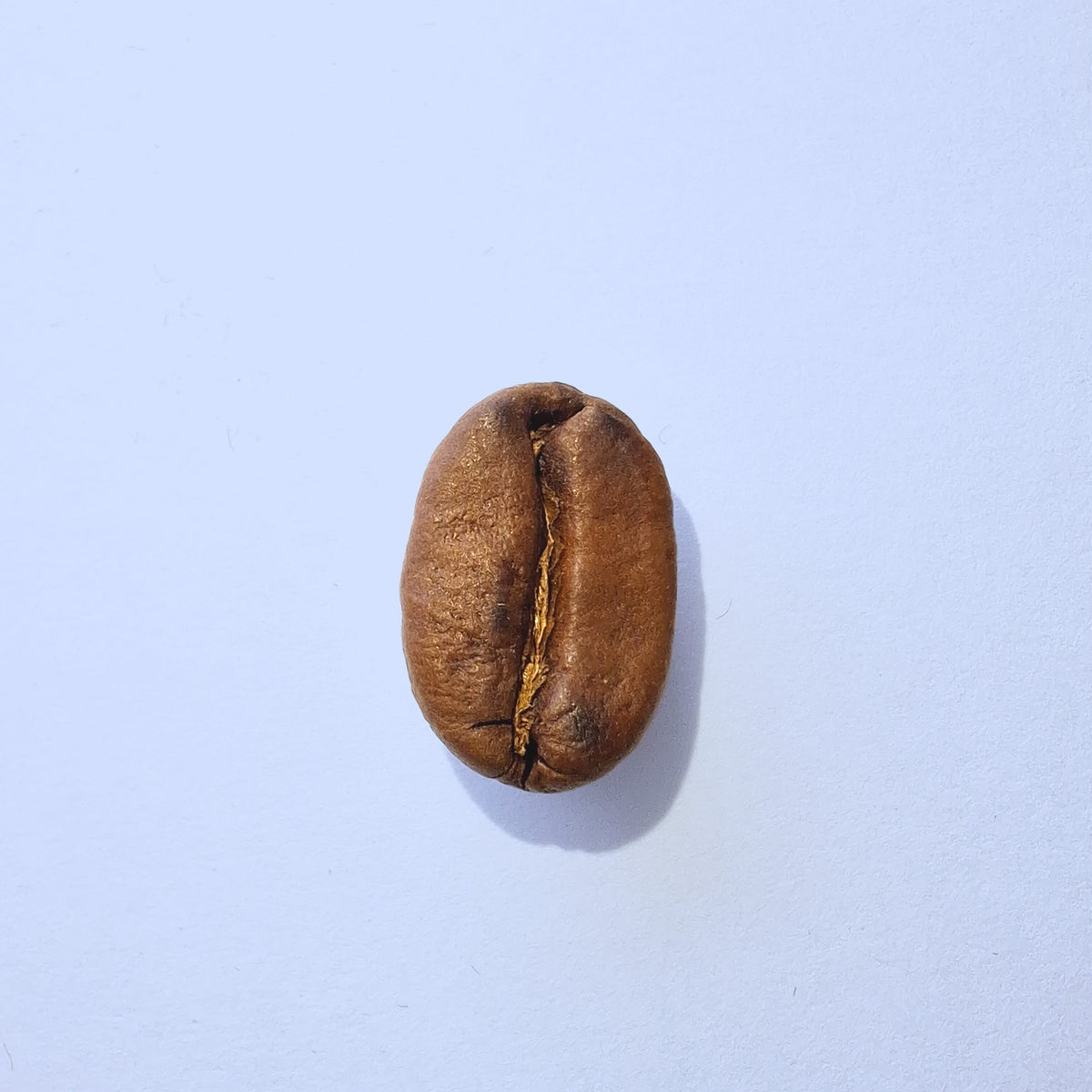 Einzelne Kaffeebohne Makro-Fotografie – Specialty Coffee Detailaufnahme auf hellblauem Hintergrund