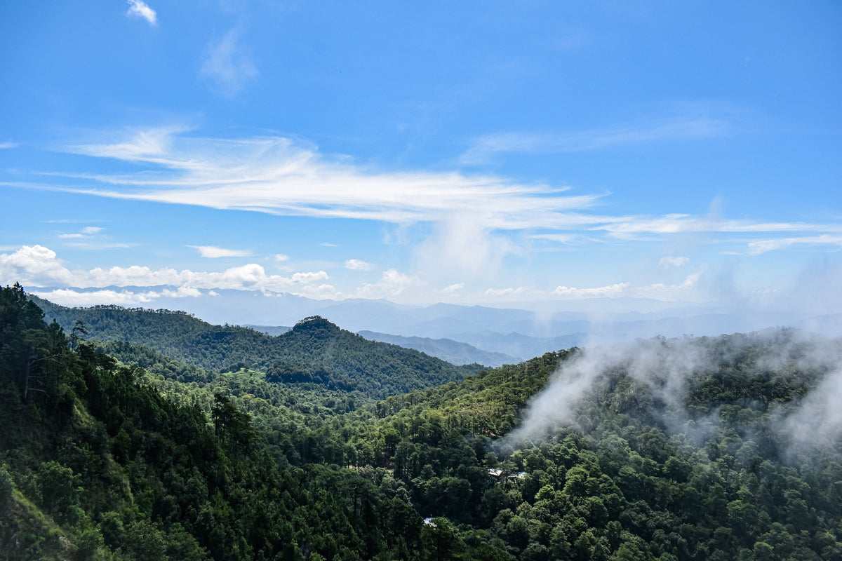 El salvador Jungle
