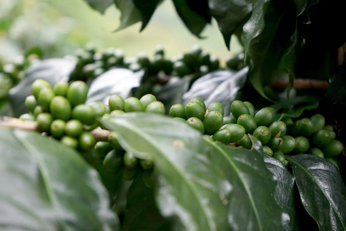 Mexixo Coffee Beans