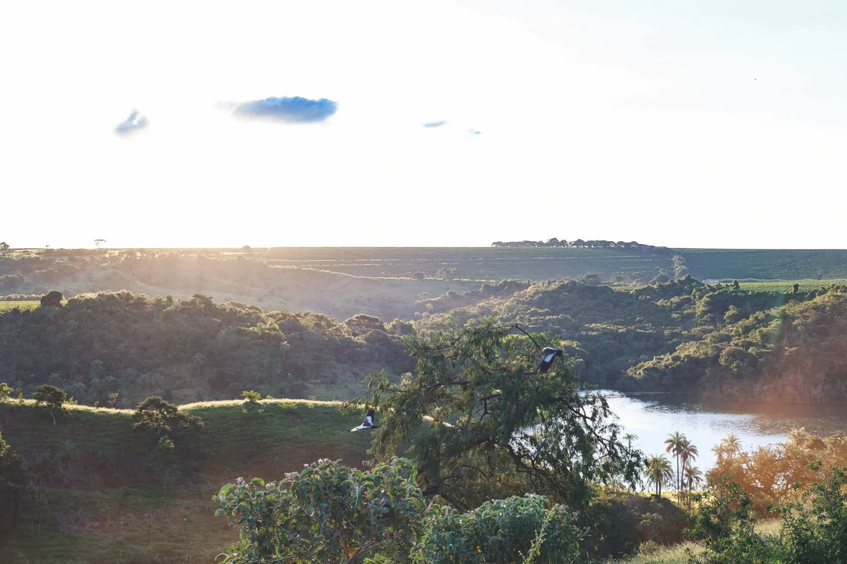 19grams Santa Cecilia Kaffeefarm – weite Tal-Landschaft mit Fluss und Palmen im Sonnenlicht, Herkunftsfoto von 19grims.com Roasters Berlin