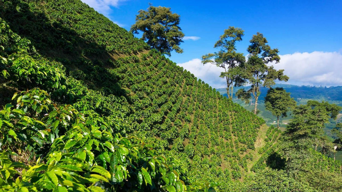 Hochlandkaffee (High-grown) – warum Höhe den Geschmack beeinflusst