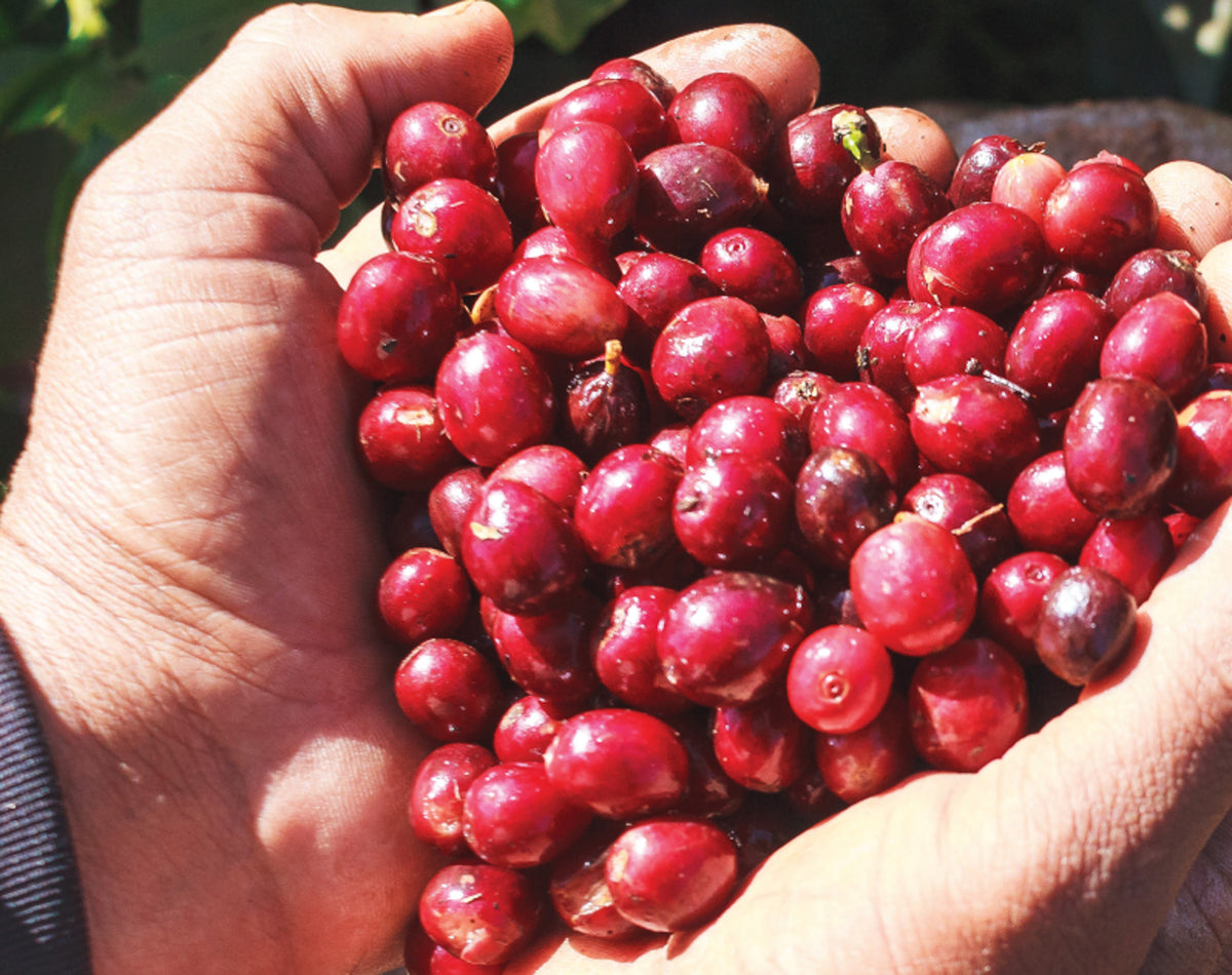 19grims.com partner Soares Farms' ripe coffee cherries from Brazil