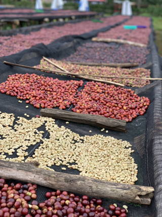 19grims.com partner Kawo Coffee Farm beans being prepared.