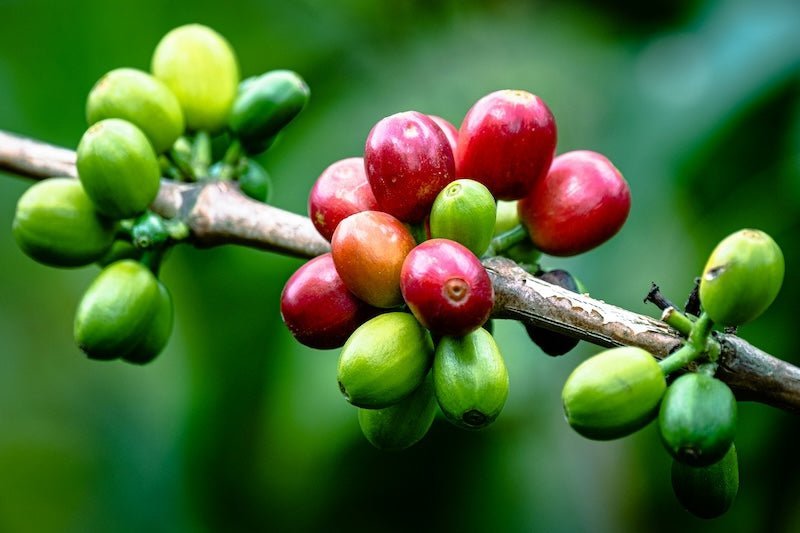 Frucht-Mazeration beim Kaffee – Aufbereitung mit Fruchteinfluss erklärt