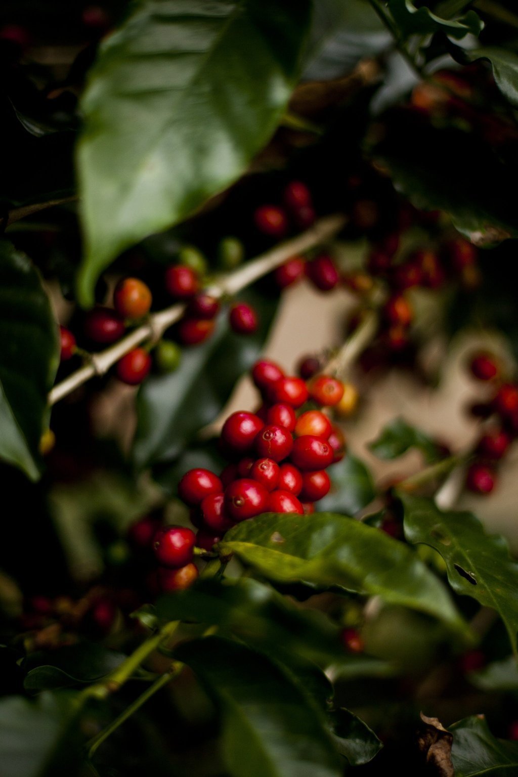 H1 Centroamericano von Hacienda Sonora – ein Blick in die Zukunft des Specialty Coffee