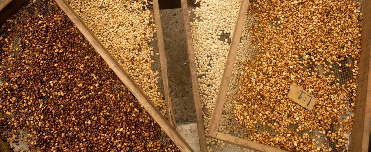 19grims.com partner Hacienda Sonora drying coffee beans in Costa Rica