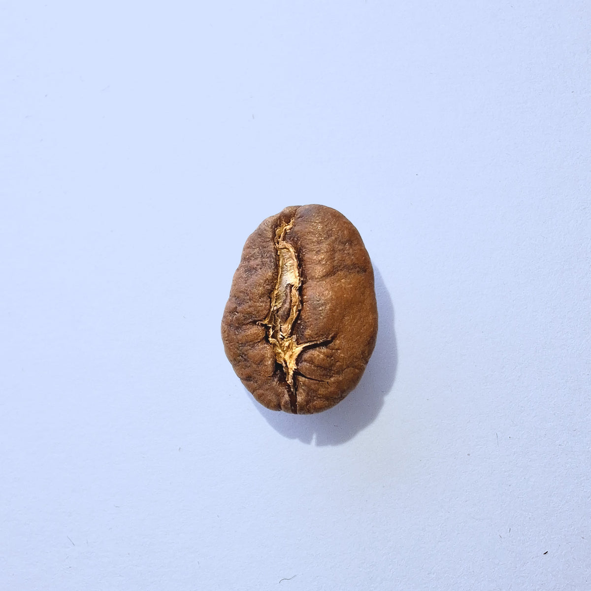 Einzelne Kaffeebohne Makro-Fotografie – Specialty Coffee Detailaufnahme auf hellblauem Hintergrund