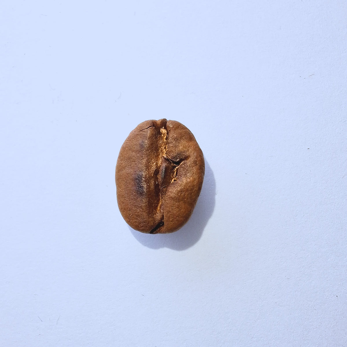 Einzelne Kaffeebohne Makro-Fotografie – Specialty Coffee Detailaufnahme auf hellblauem Hintergrund