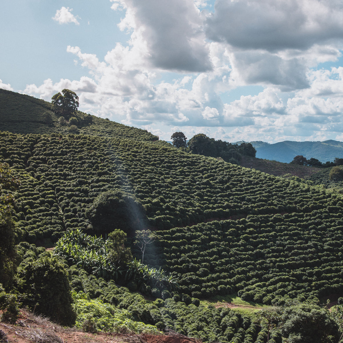 Brasilien Fazenda Sertao – Kaffeefarm Panorama Herkunftsfoto Specialty Coffee