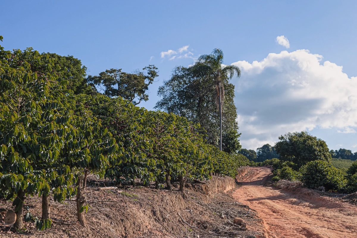Brasilien Fazenda Sertao – Trockenbetten Kaffeebohnen Herkunftsfoto Specialty Coffee