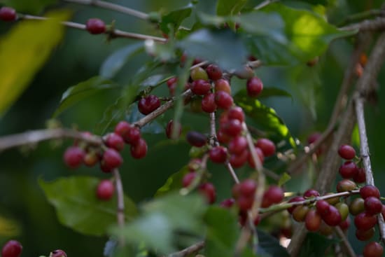Rote Kaffeekirschen am Strauch – Äthiopien Heirlooms Specialty Coffee Ernte bei 19grams
