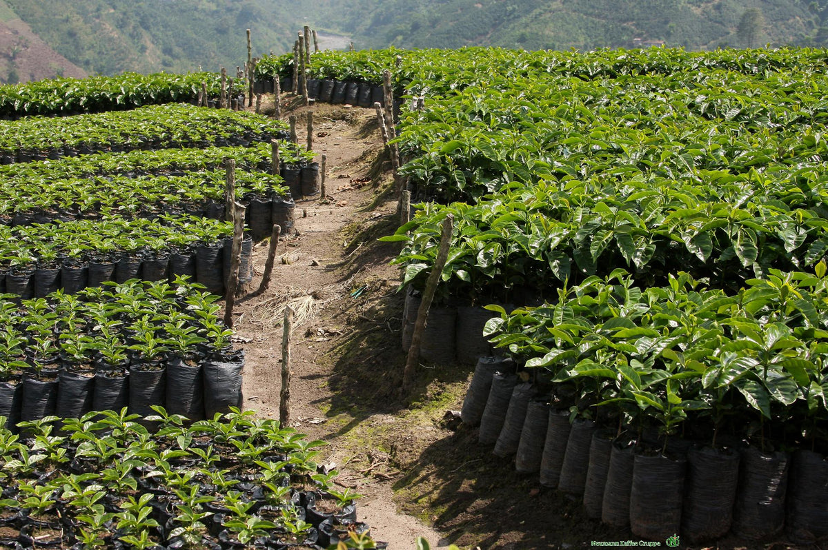 Kolumbien Beso Beso – Kaffeeplantage Panoramabild Herkunftsfoto Specialty Coffee