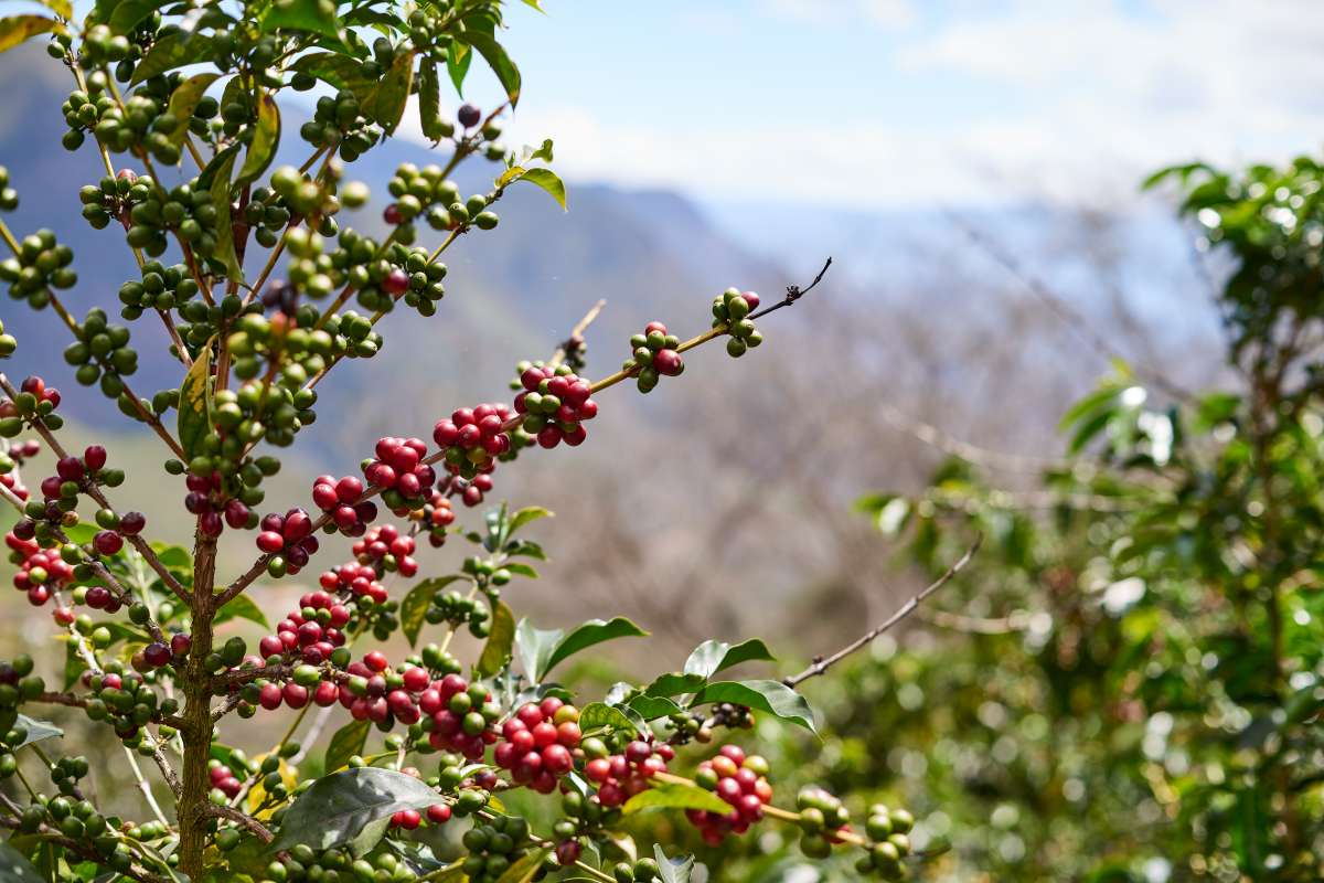 Ecuador Loja Kaffeefarm – Specialty Coffee Origin Ecuador für 19grims.com Roasters Berlin