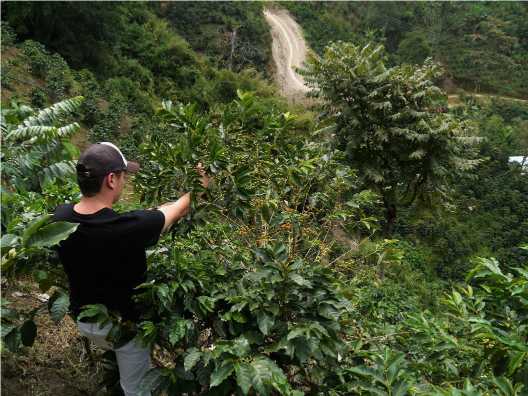 Kaffeebauer bei der Ernte auf der El Oasis Farm in Kolumbien – Kaffeekirschen pflücken auf der Finca El Oasis, Specialty Coffee Anbau für 19grams Berlin