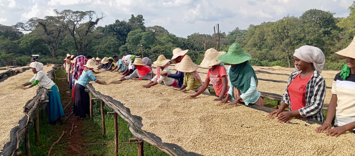Äthiopien Kebena – Kaffeekirschen Ernte Herkunftsfoto Specialty Coffee