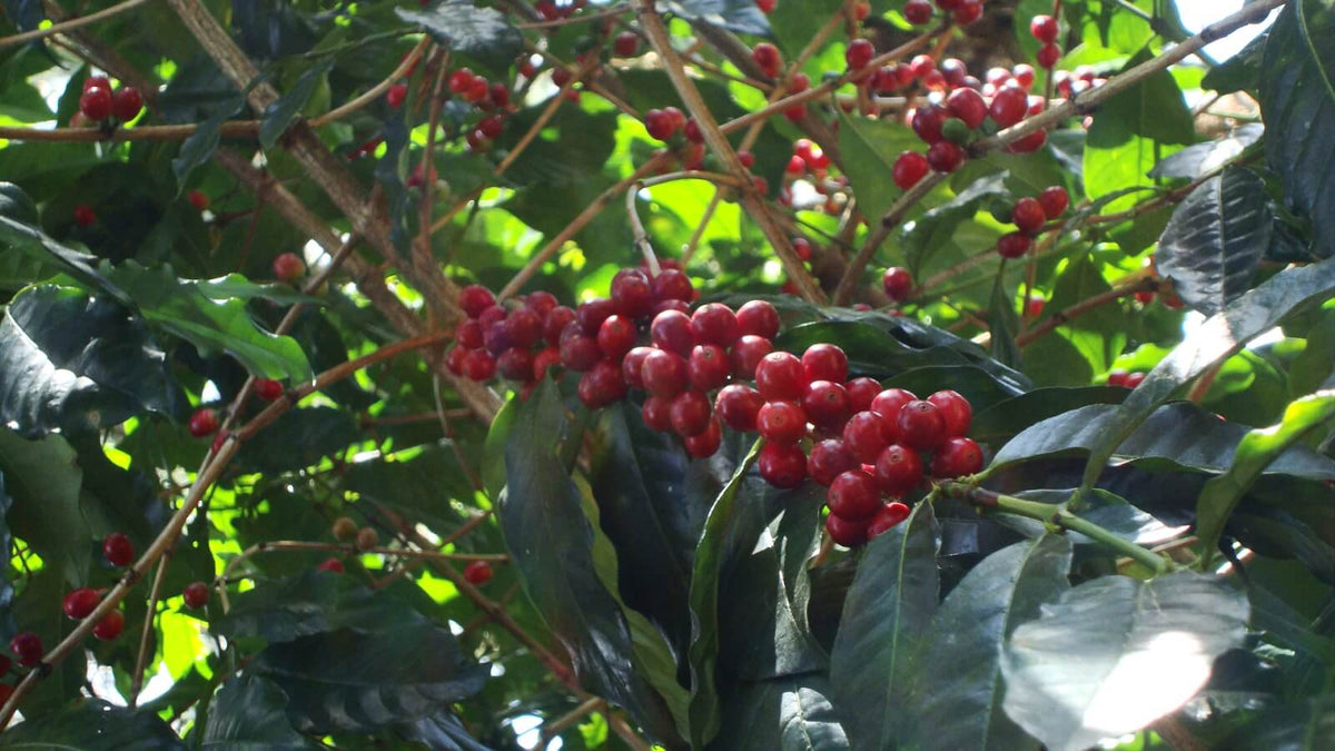 Panama Kaffeekirsche