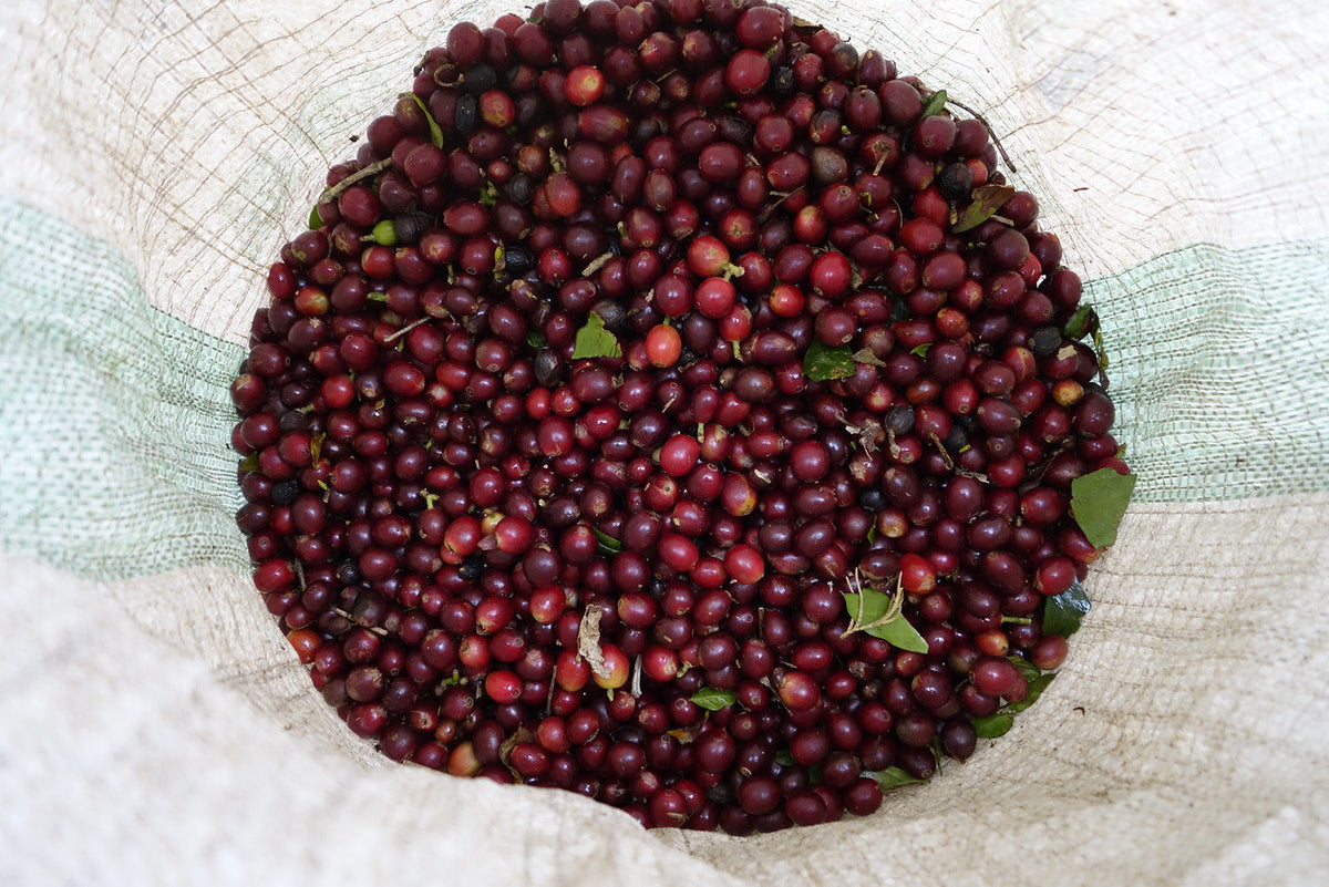 Kaffeekirschen aus Papua Neu Guinea