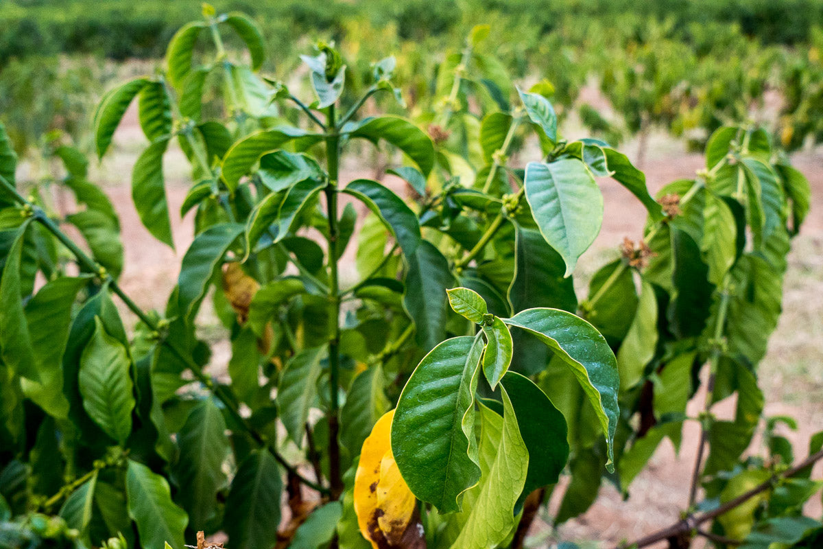Kaffeepflanzen auf der Fazenda Santuário Sul in Brasilien – Specialty Coffee Herkunft für 19grims.com Roasters Berlin