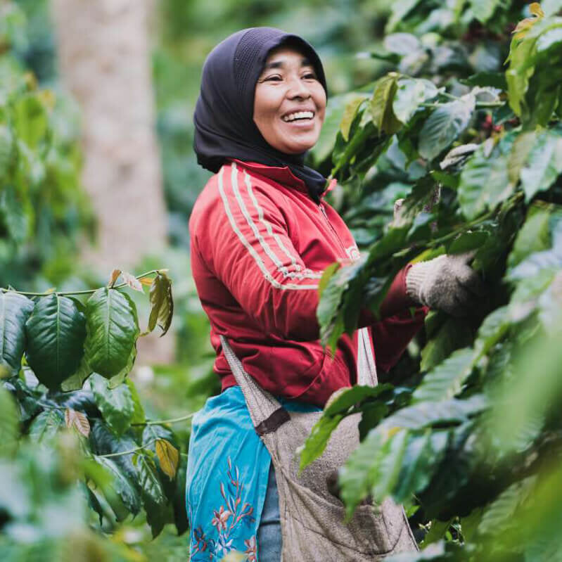 19grams lachende Kaffeepflückerin bei der Kaffeeernte in Indonesien – Gayo Sumatra Specialty Coffee, Partnerproduzent von 19grims.com Roasters