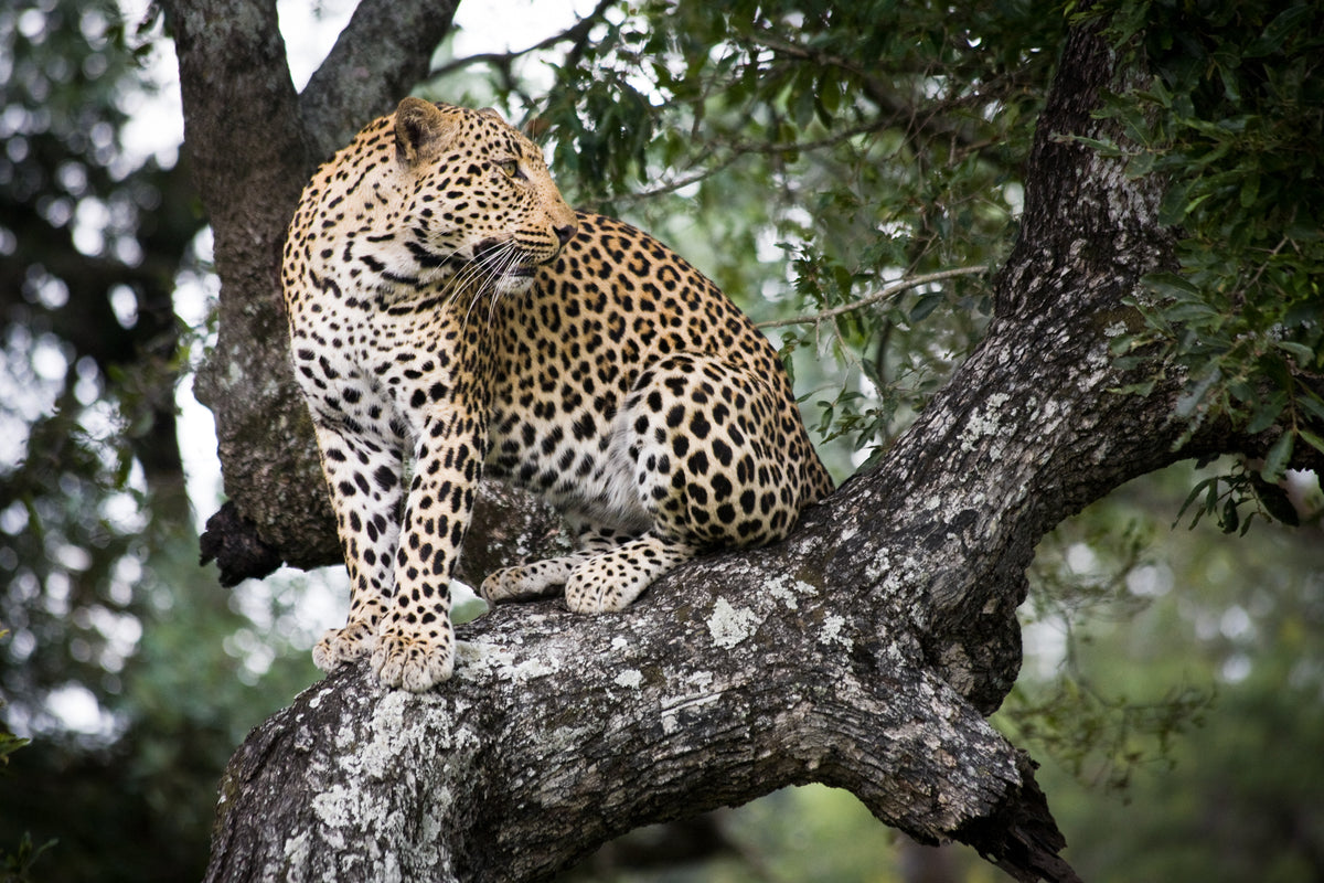 19grams Jaguar im Baum – Wildtier-Motiv für die Roast for the Roar Initiative von 19grims.com Roasters Berlin zum Schutz bedrohter Arten